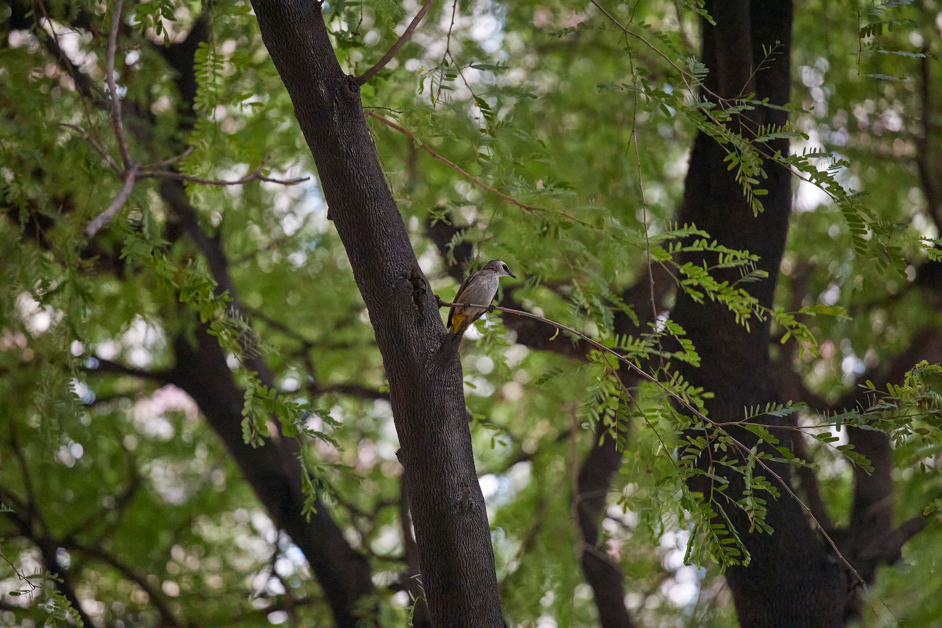 A bird perched on a tree branch surrounded by lush green leaves in a park in Ho Chi Minh City.