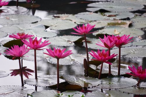 Free Beautiful pink water lilies blooming on a calm pond, surrounded by leafy pads. Stock Photo