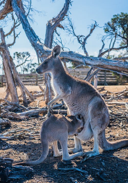 Δωρεάν στοκ φωτογραφιών με άγρια φύση, άγριος, Αυστραλία
