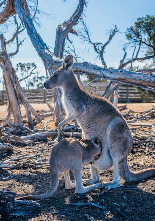 Ilmainen kuvapankkikuva tunnisteilla australia, eläin, eläinkuvaus