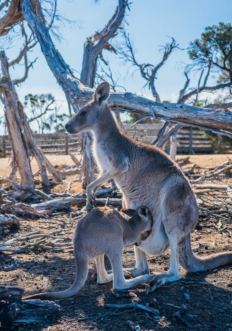 Brown Kangaroo Near Tree