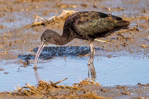 Free Glossy Ibis with iridescent plumage foraging in Comunidad Valenciana wetlands. Stock Photo