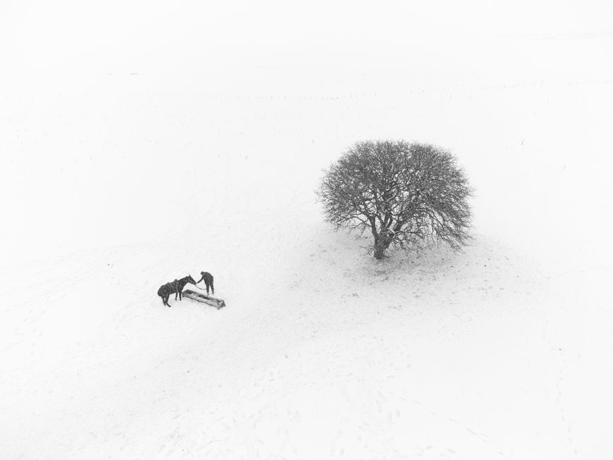 Aerial winter landscape featuring a lone tree and horses on a snow-covered field.