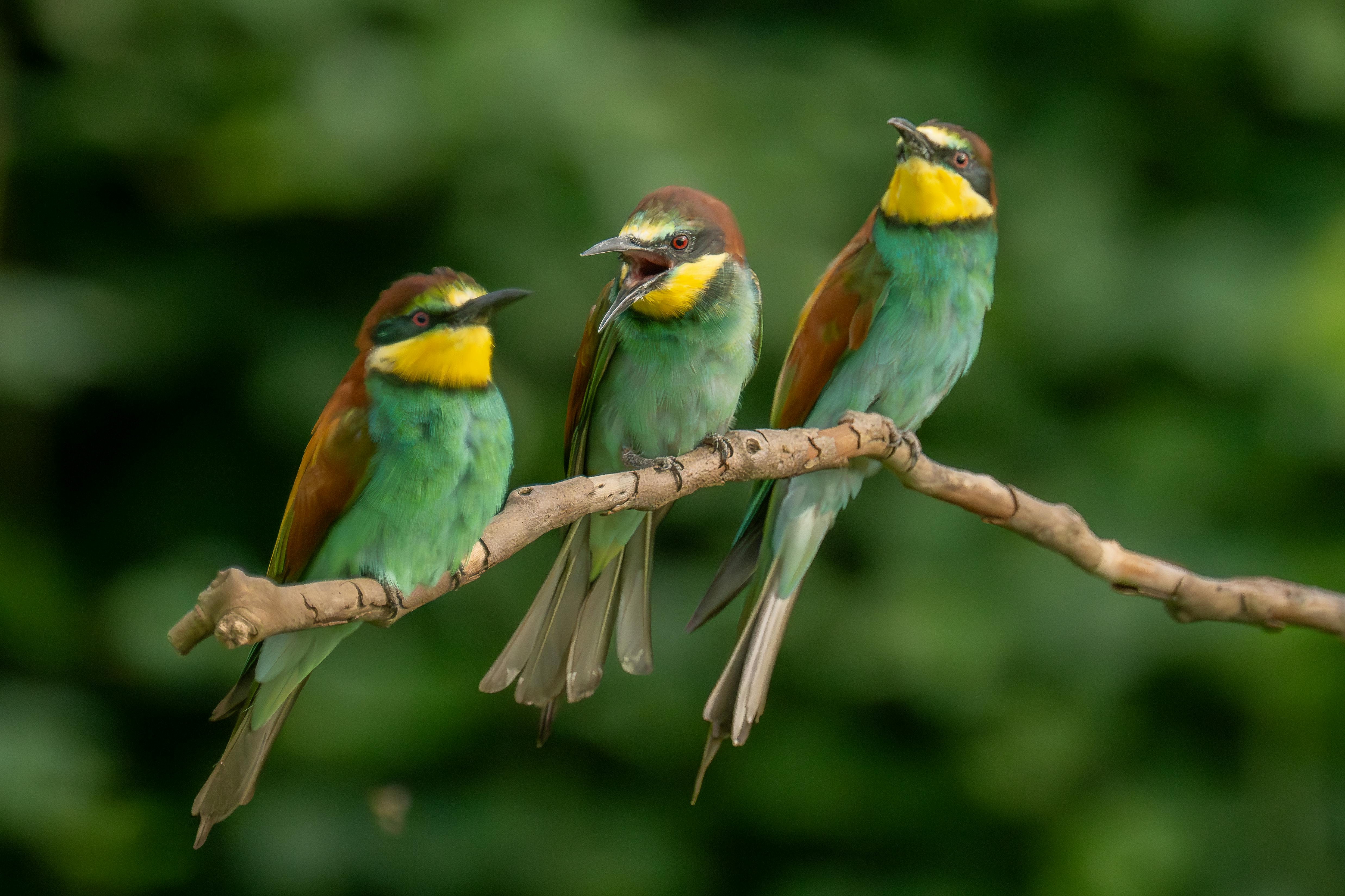 Bee-Eater Colony — Hortobágy Hungary