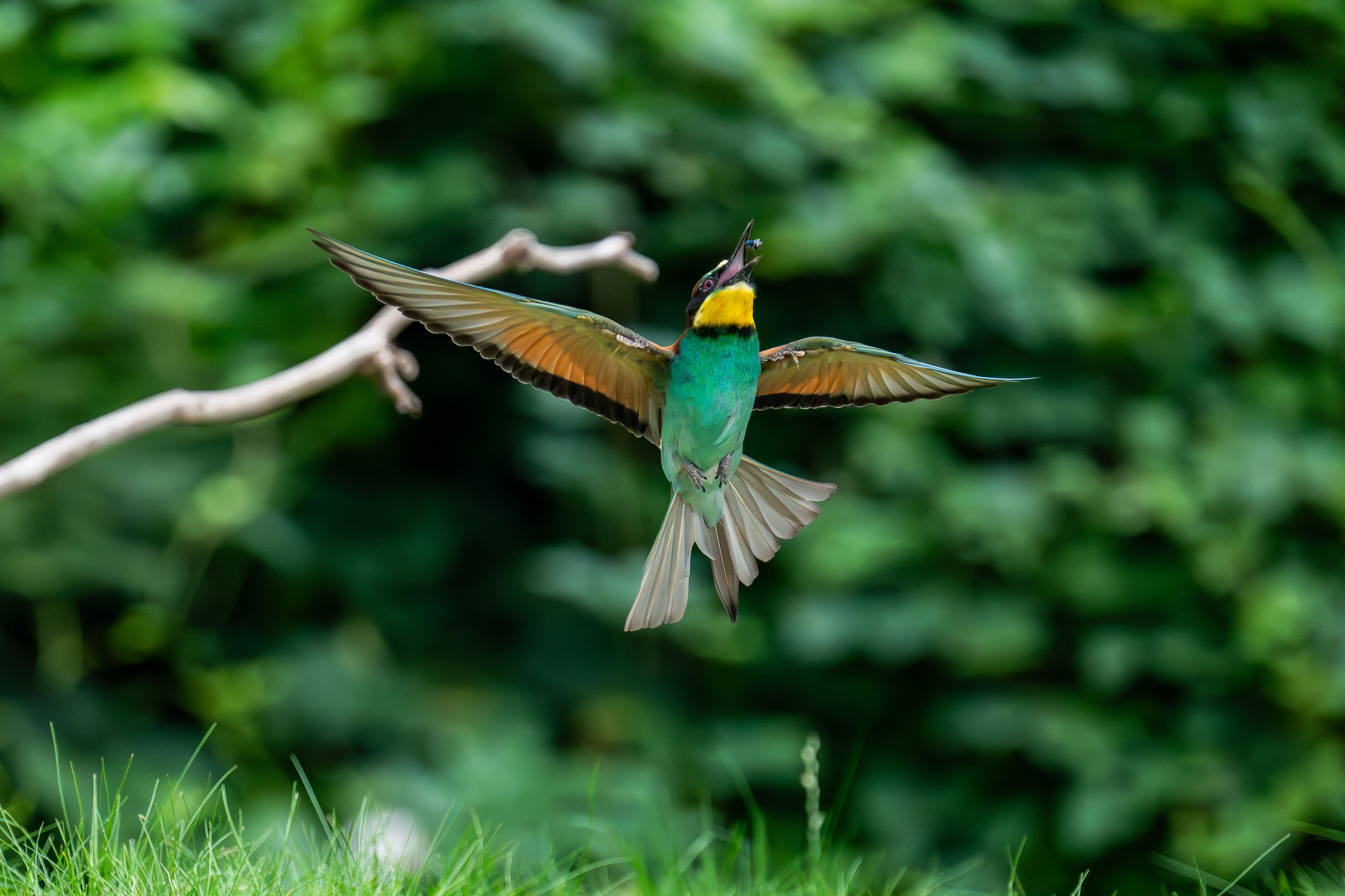 Colorful Bee-eater Catching Insect in Mid-Air · Free Stock Photo