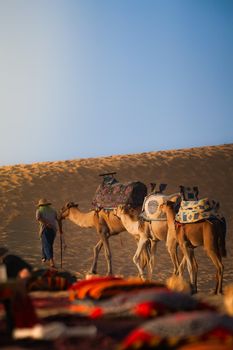 A lone man leading camels through the desert at sunset, showcasing traditional travel.