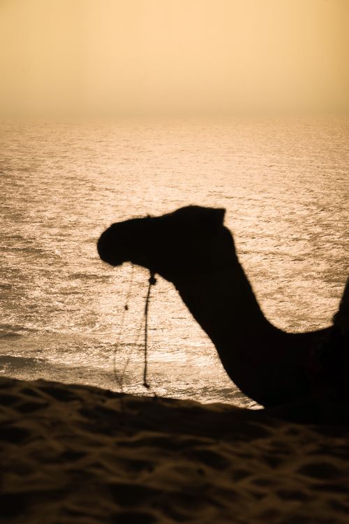 Free Silhouette of a camel at sunset by the sea on desert dunes. Peaceful and scenic view. Stock Photo