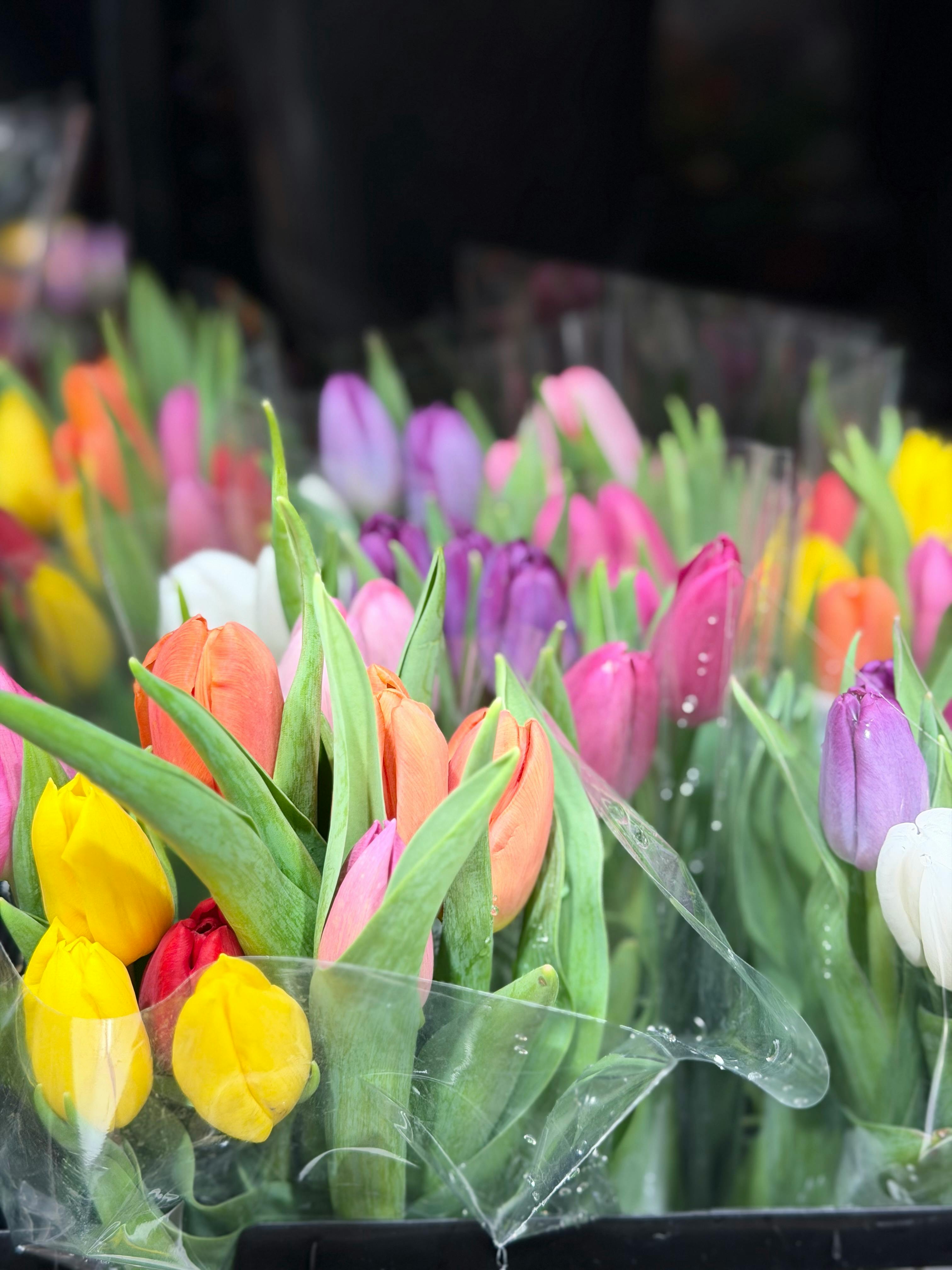 [ColoSach]-a-vivid-display-of-colorful-tulip-bouquets,-perfect-for-springtime-themes-and-floral-arrangements.