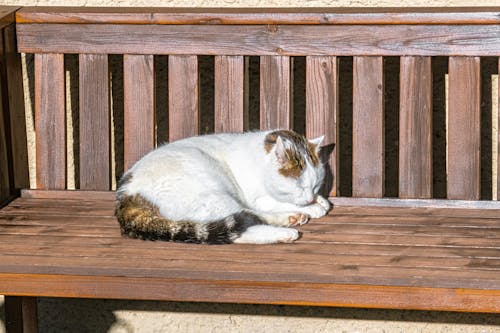 Free stock photo of cat, sun