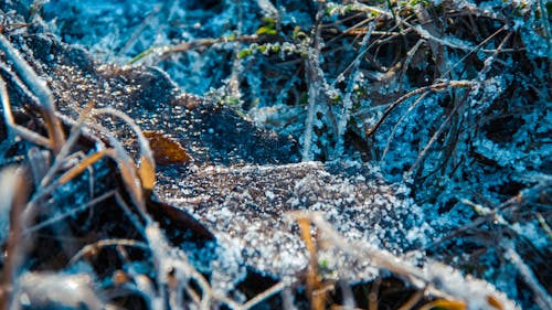 Ingyenes stockfotó hó, jég, levelek témában