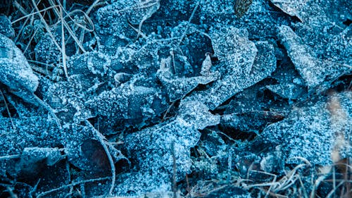 Free stock photo of ice, leaves, snow