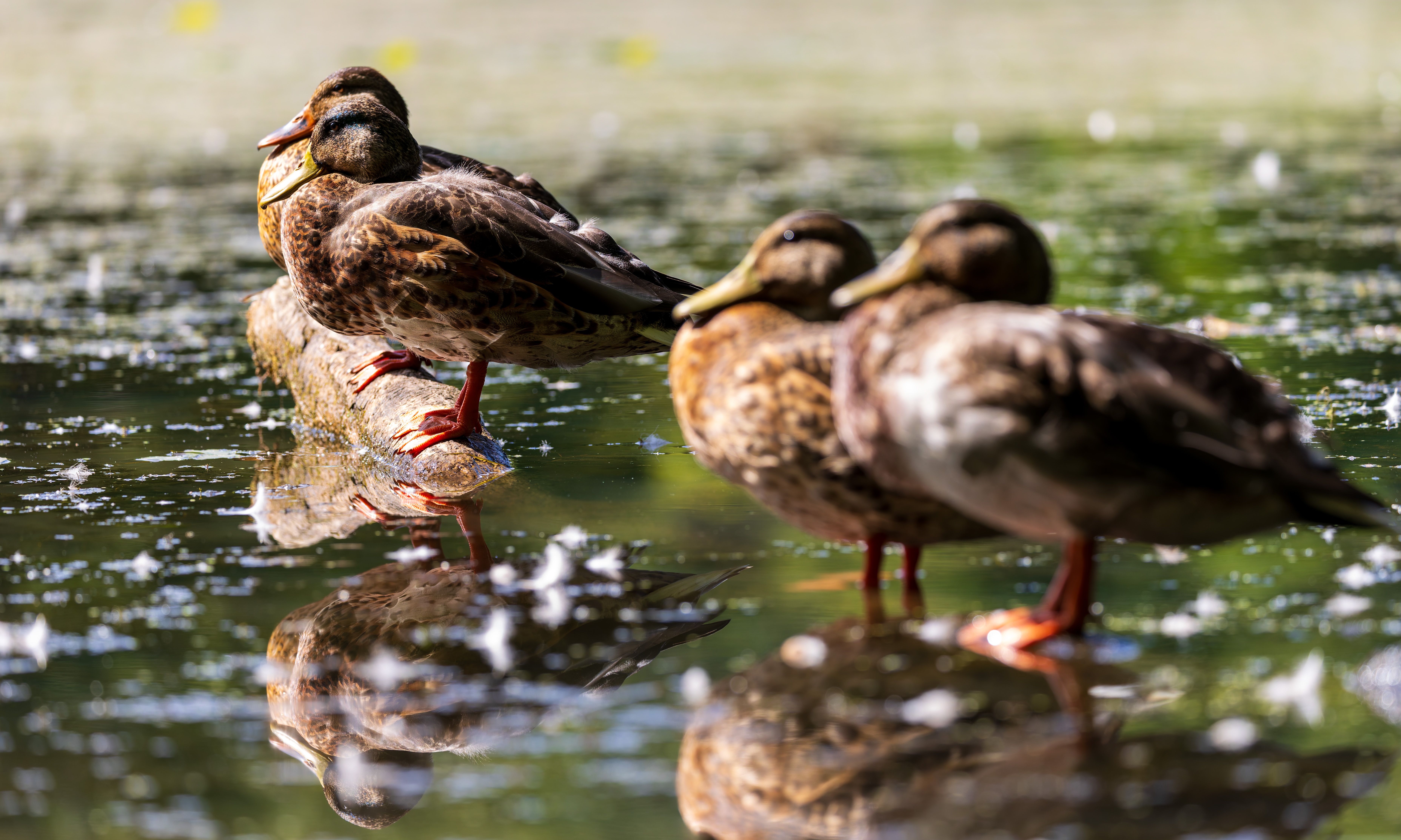 Where do mallard ducks go at night? - The Institute for Environmental ...