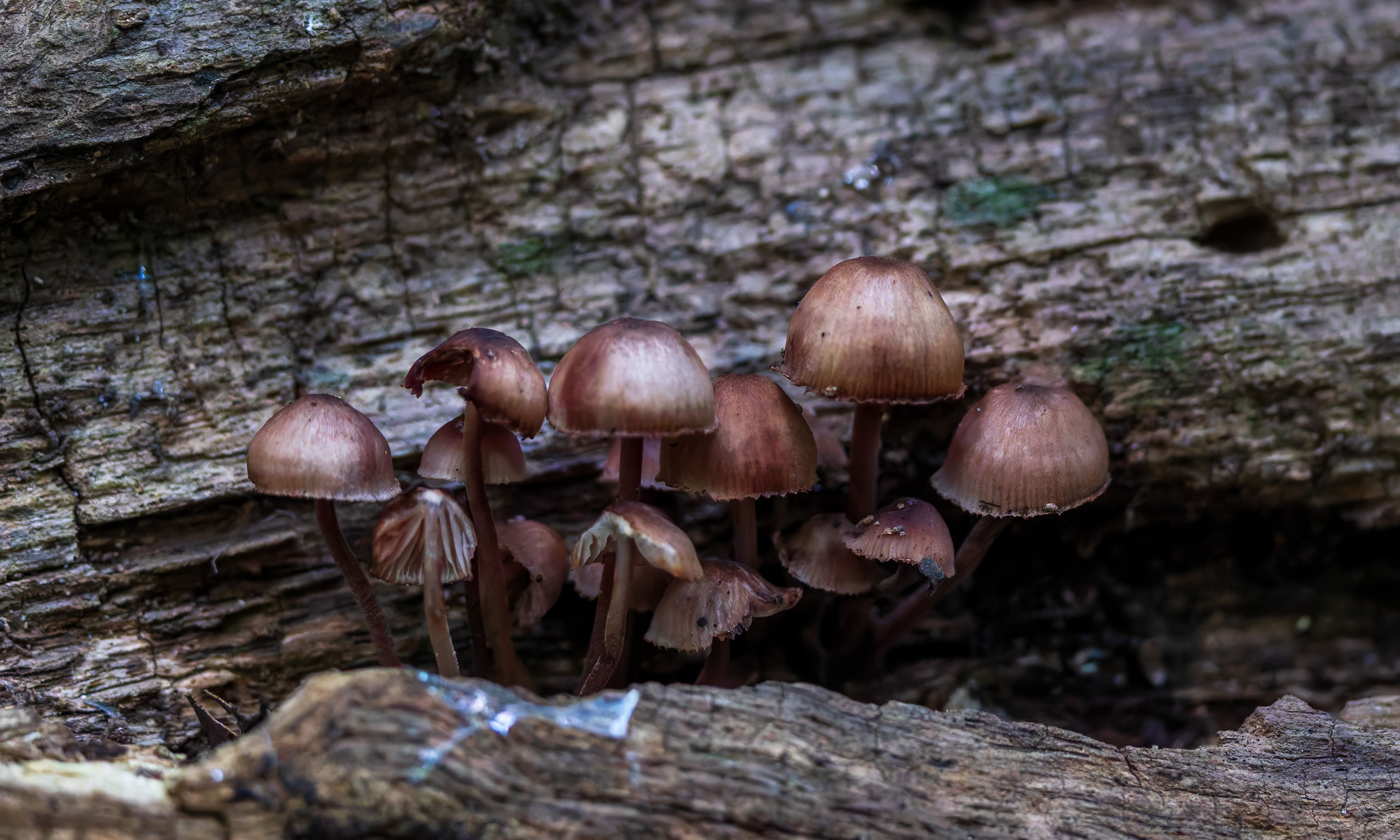 Fungos em cactos podem ajudar cacau a resistir à seca