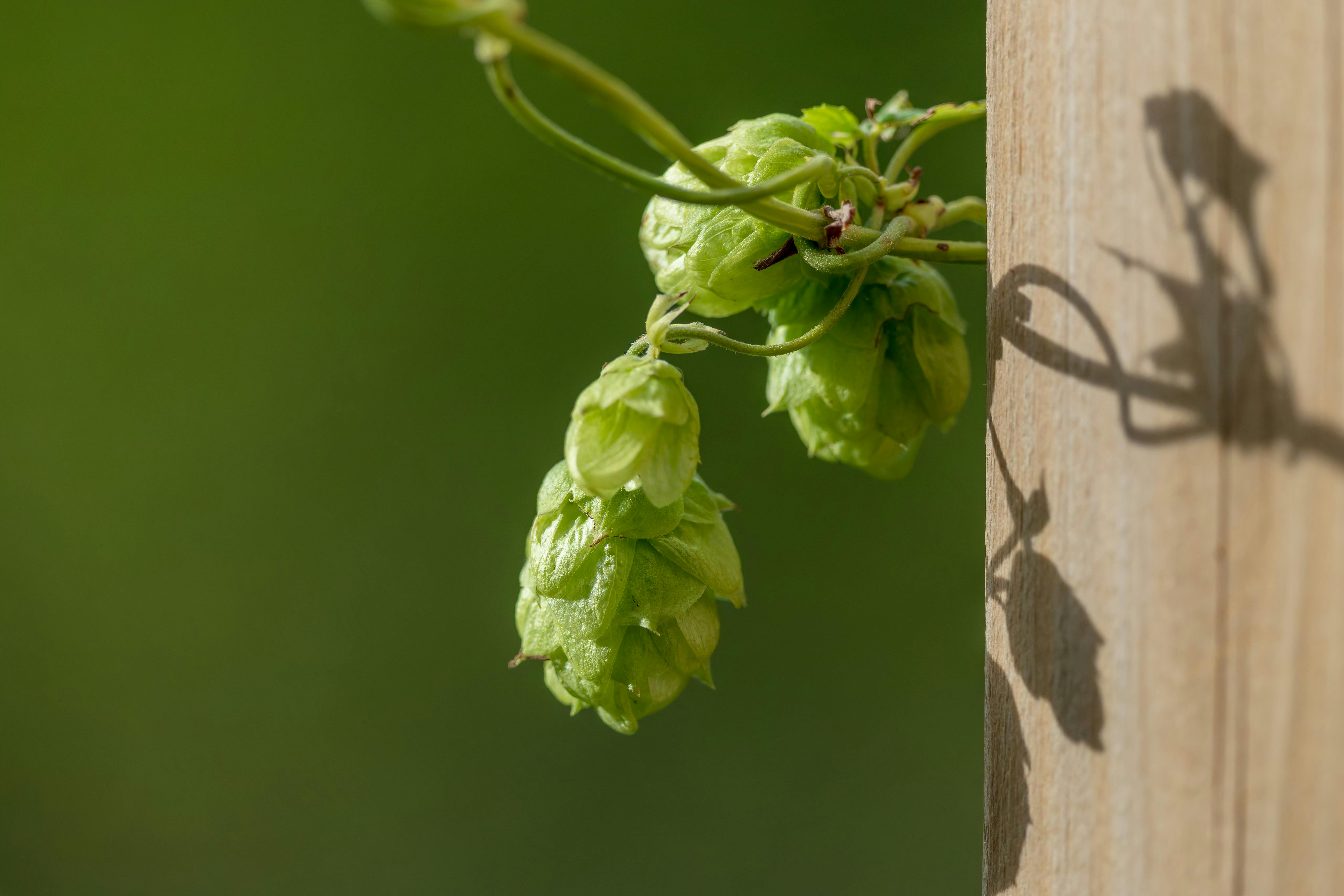 USDA Report Shows Equilibrium Shift in Hops Industry