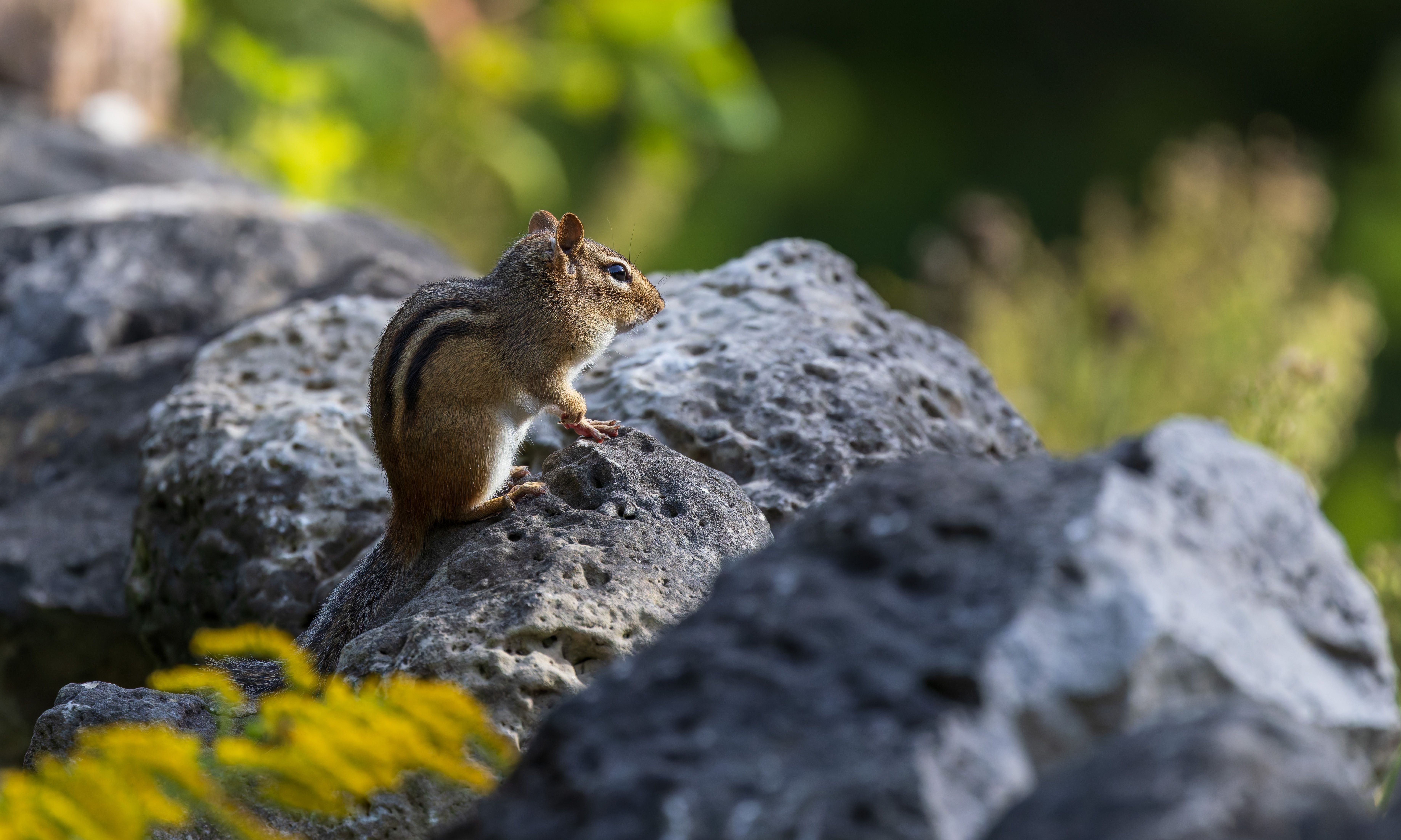 Chipmunk on Rocky Surface in Natural Habitat · Free Stock Photo