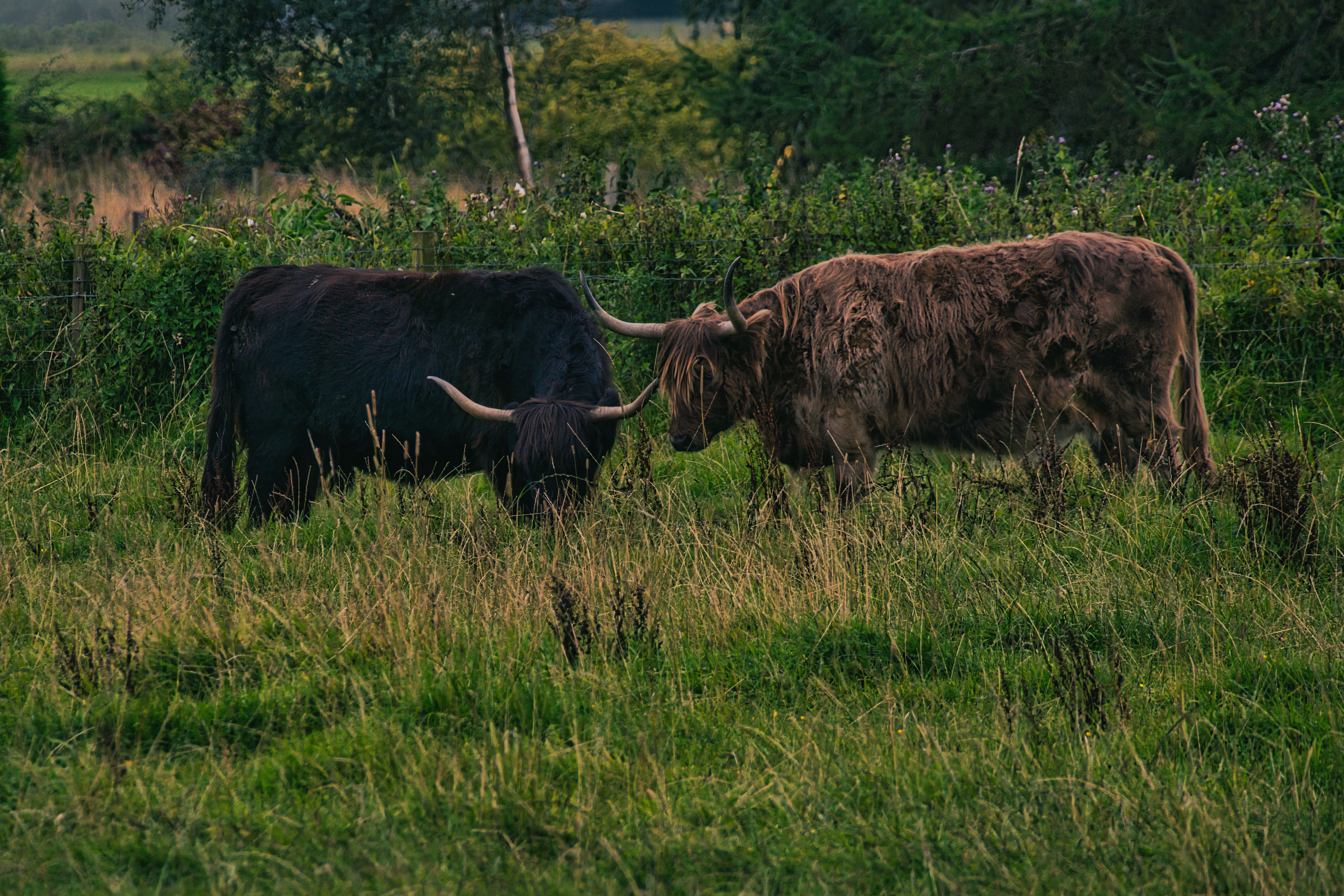 Two Highland Cows Grazing in Scottish Pasture · Free Stock Photo
