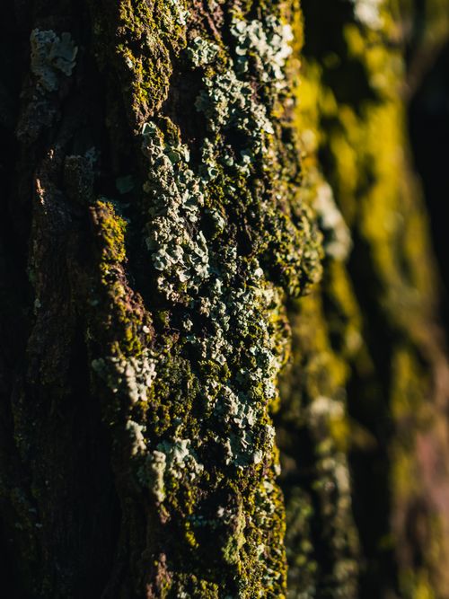 Free Detailed shot of tree bark covered in lush green moss, capturing nature's textures. Stock Photo