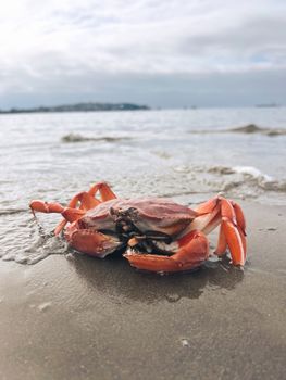 A detailed image of a crab on a sandy beach with ocean waves in the background.