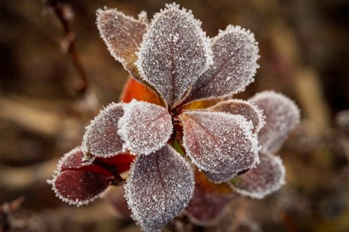 Free Detailed macro shot of a frosted leaf with intricate crystalline patterns on its surface. Stock Photo
