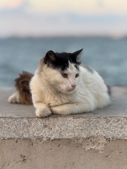 Free A serene white and black cat lounges on a stone slab by the sea in Alexandria, Egypt. Stock Photo
