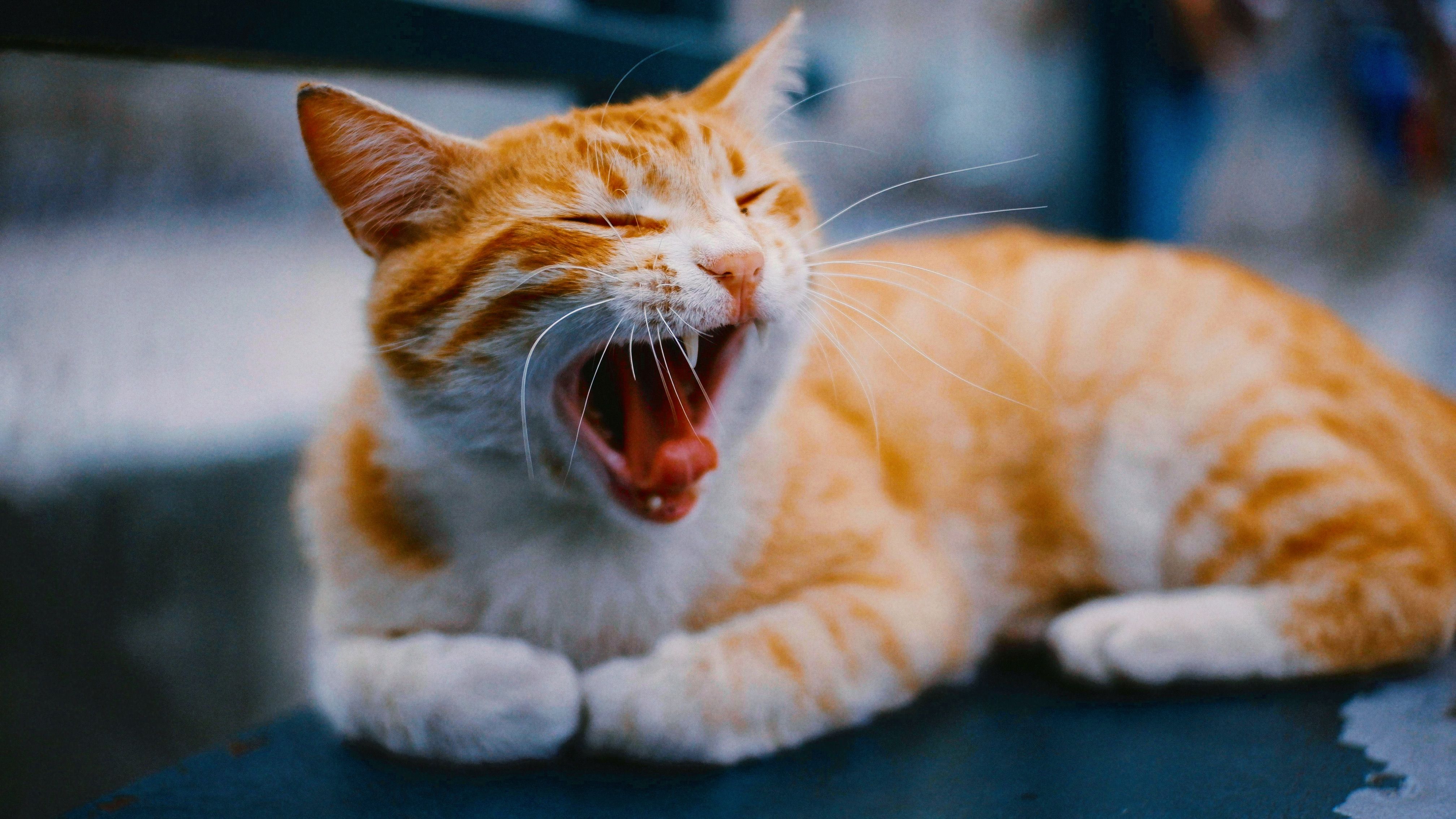 Yawning Ginger Cat Relaxing Outdoors · Free Stock Photo