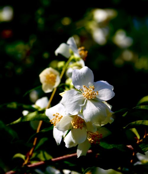 Free A vivid close-up image of white jasmine flowers on a sunny day, showcasing their intricate petals. Stock Photo