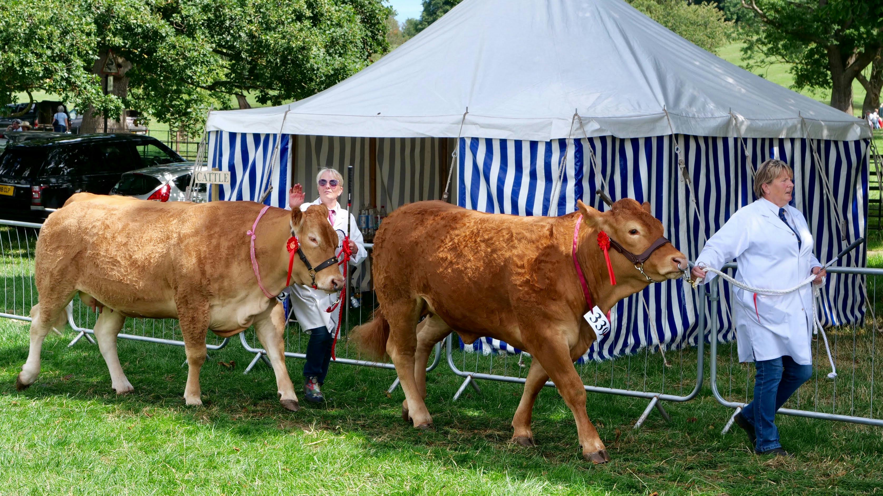 Two prize cattle being paraded by handlers at Osmotherley Show, England.