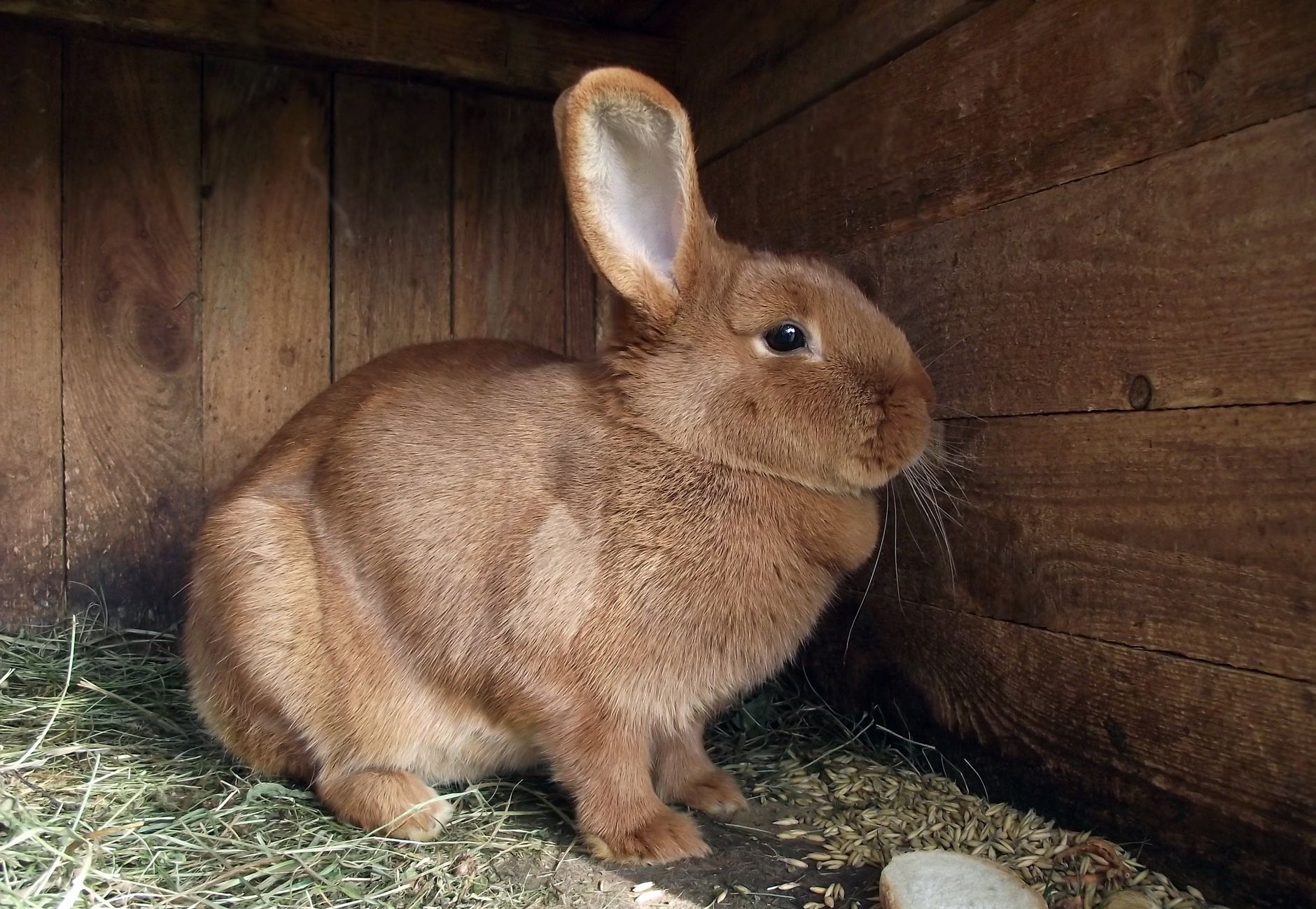 Rabbit Ear Farms logo and products