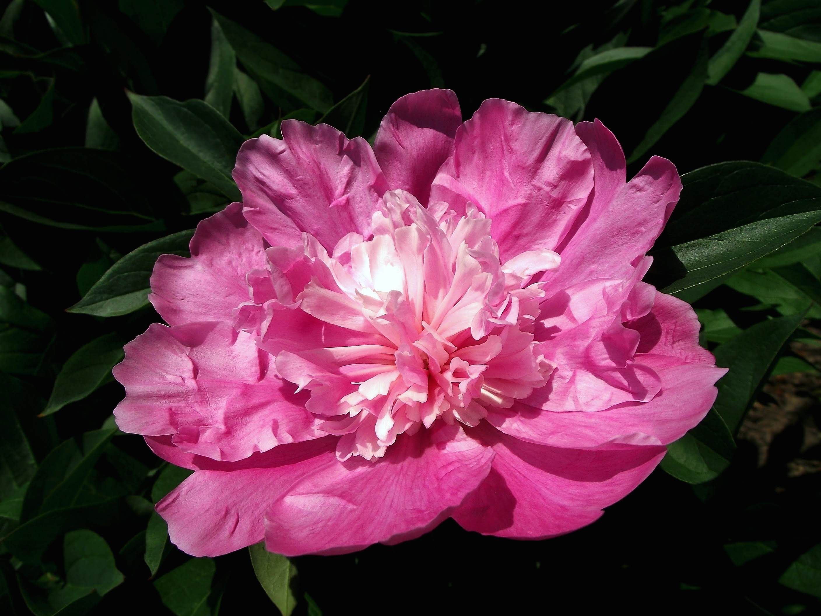 Vibrant Pink Peony Bloom in Natural Light · Free Stock Photo