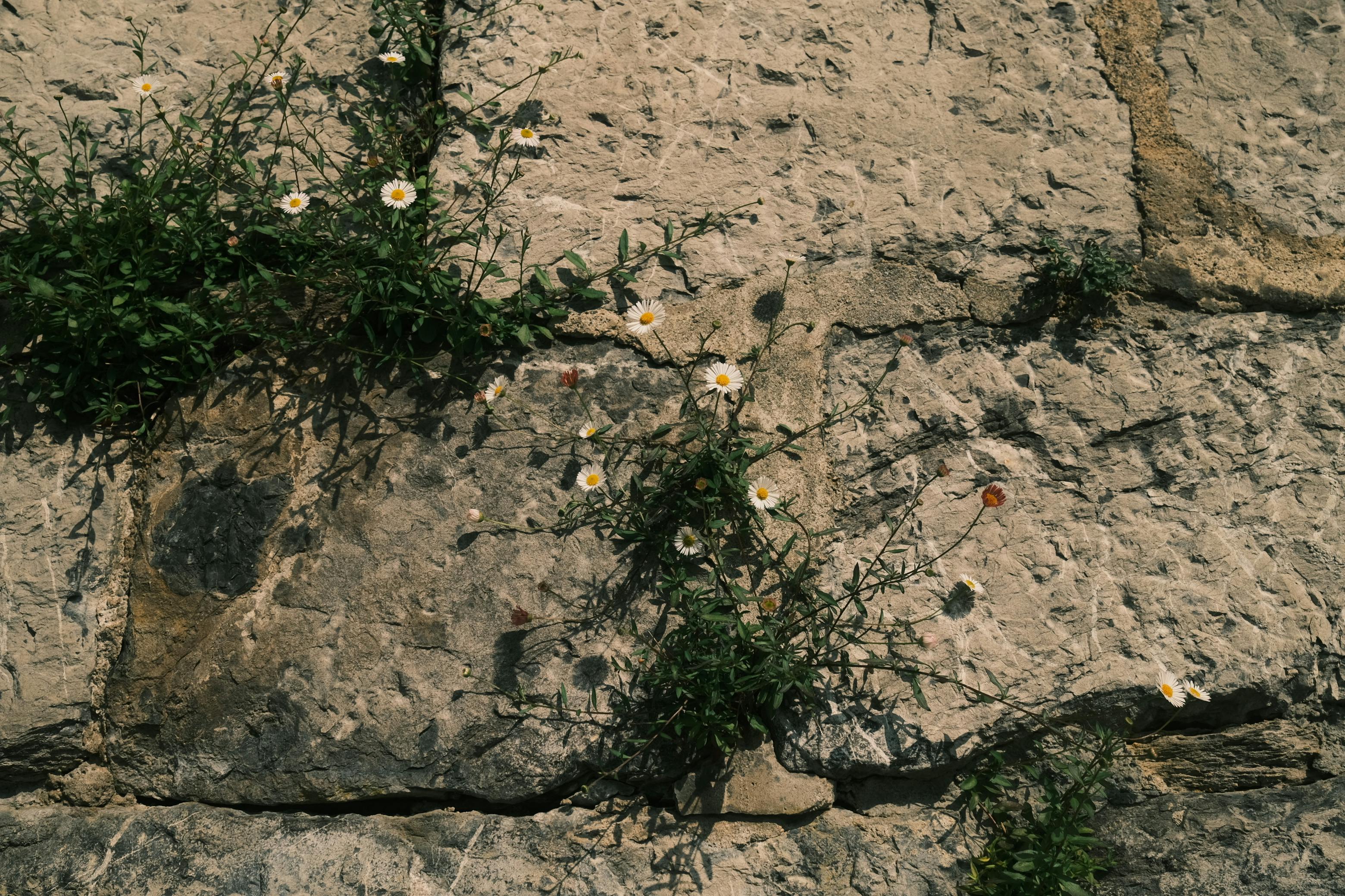 Free Delicate wildflowers emerging from the cracks of a rugged stone wall, showcasing nature's resilience. Stock Photo