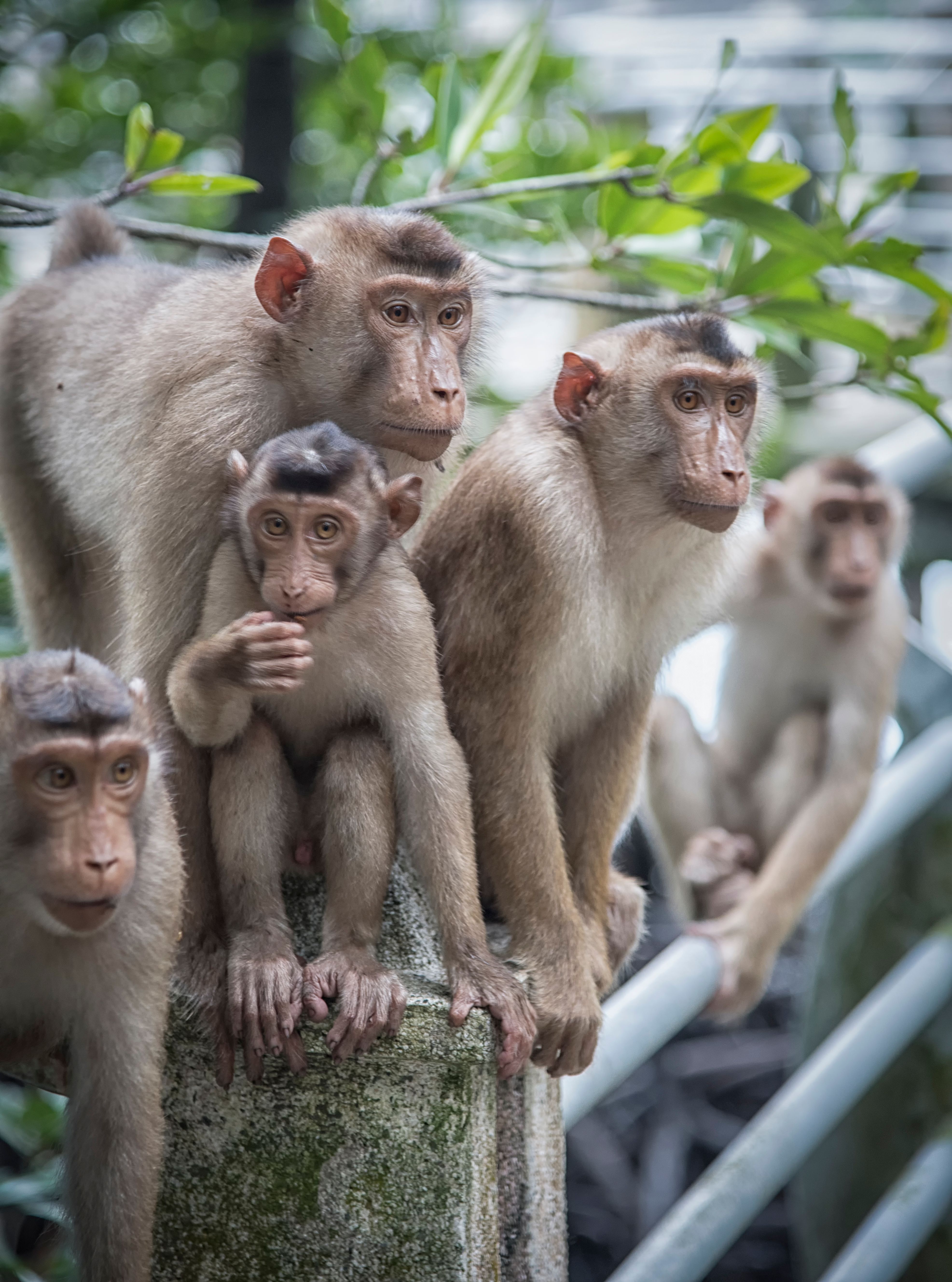 Family of Macaques Observing Their Surroundings · Free Stock Photo