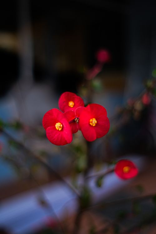 Free stock photo of aesthetic flowers, after rain, bougainvillea Stock Photo