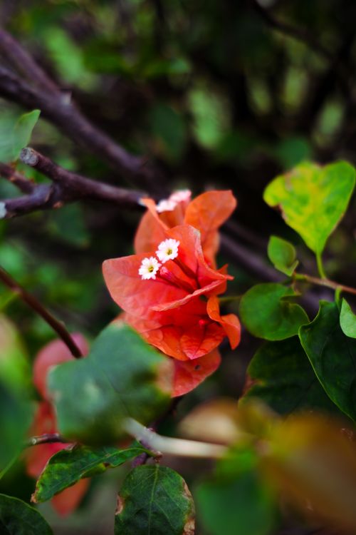 Free stock photo of aesthetic flowers, after rain, bougainvillea Stock Photo