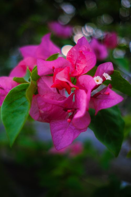 Free stock photo of aesthetic flowers, after rain, bougainvillea Stock Photo