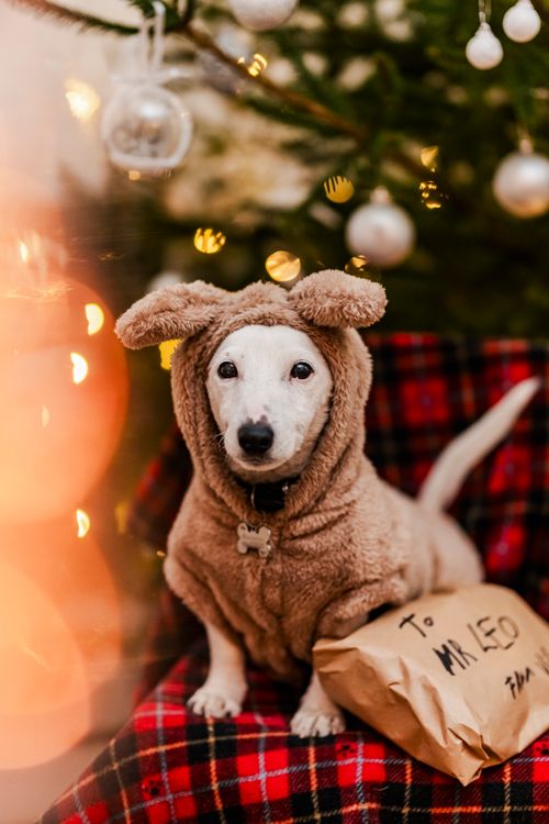 Free A cute Jack Russell Terrier dressed for Christmas with gifts and tree. Stock Photo