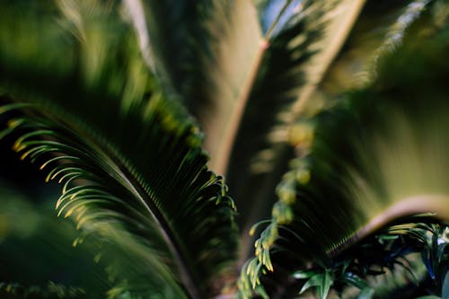 绿色的棕榈树的特写