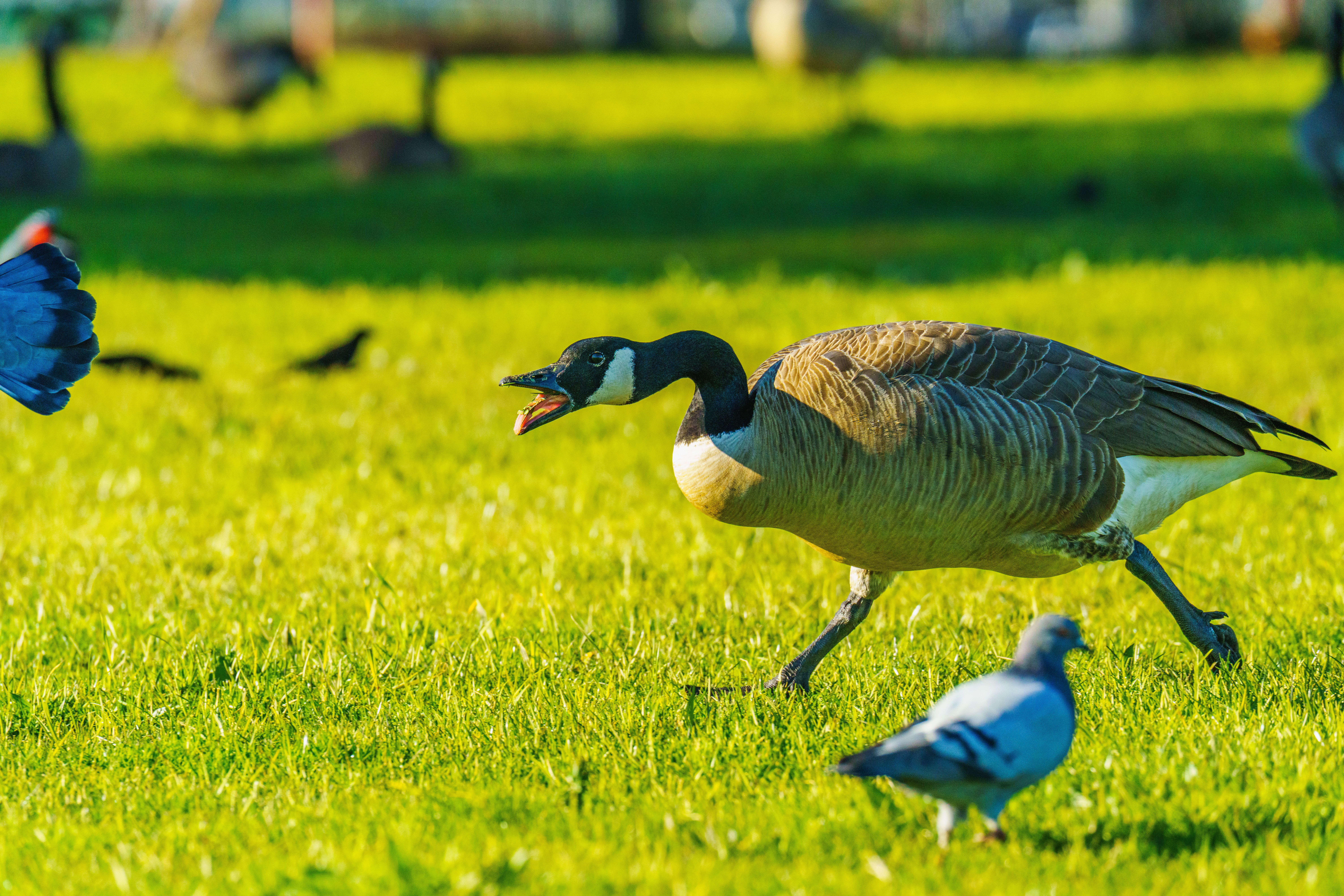 What to do when a bird keeps attacking you? - The Institute for ...
