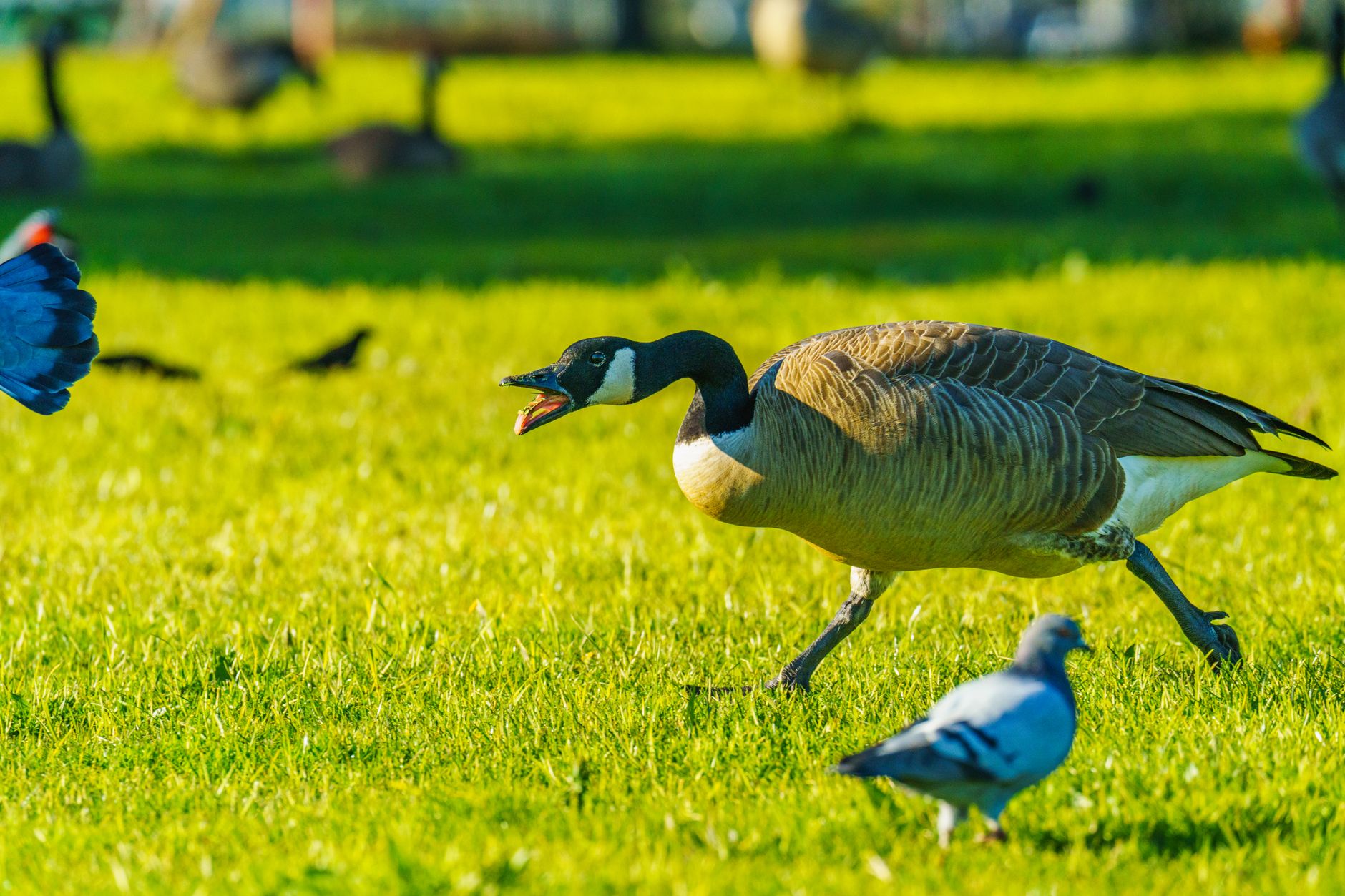 Defensive Bird What to do when a bird keeps attacking you? - The Institute for ...