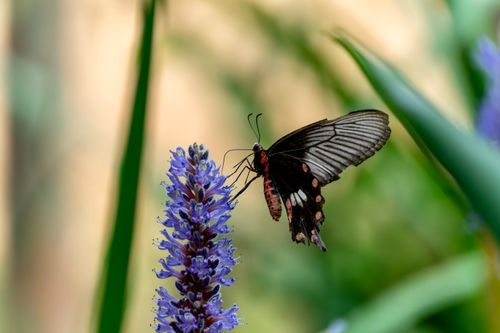 Free Close-up of a butterfly feeding on a purple flower in a lush garden. Stock Photo