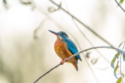 Free A colorful kingfisher bird resting on a thin branch in a serene natural setting. Stock Photo