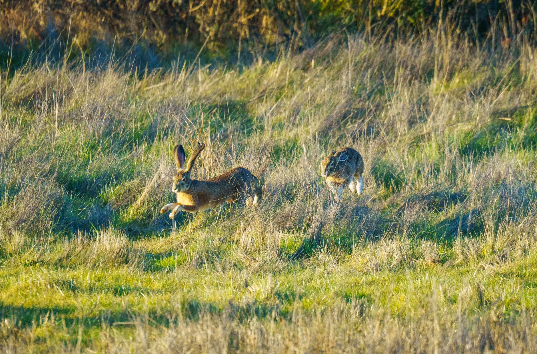Happy dog eating hare