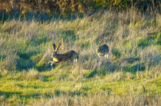 Two European hares bounding through a wild grassy field, captured in warm sunset light.