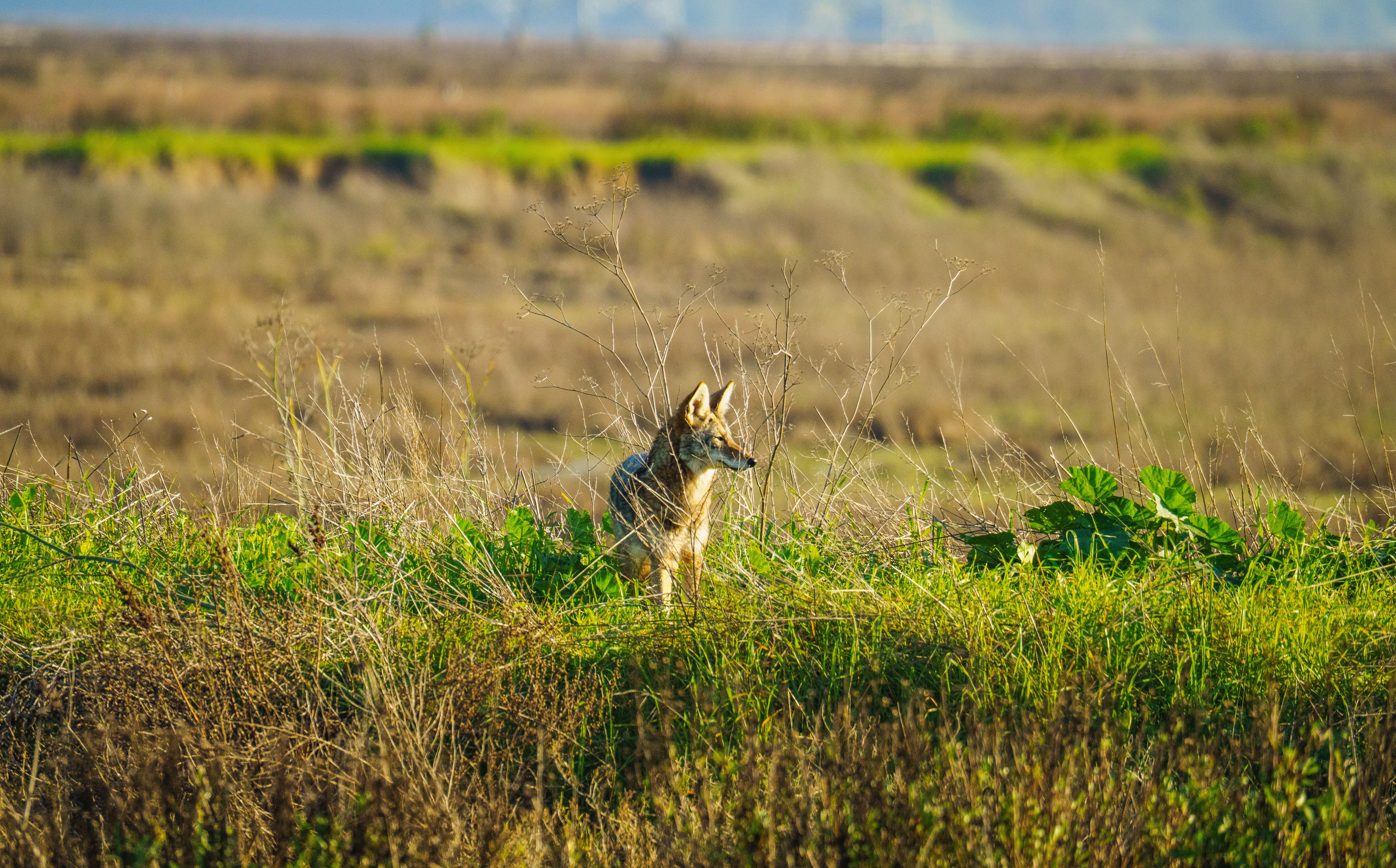 Coyotes Hear Direction Better Than Many Hunters Expect