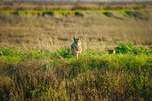 Free Coyote standing alone in a lush meadow during daylight. Stock Photo