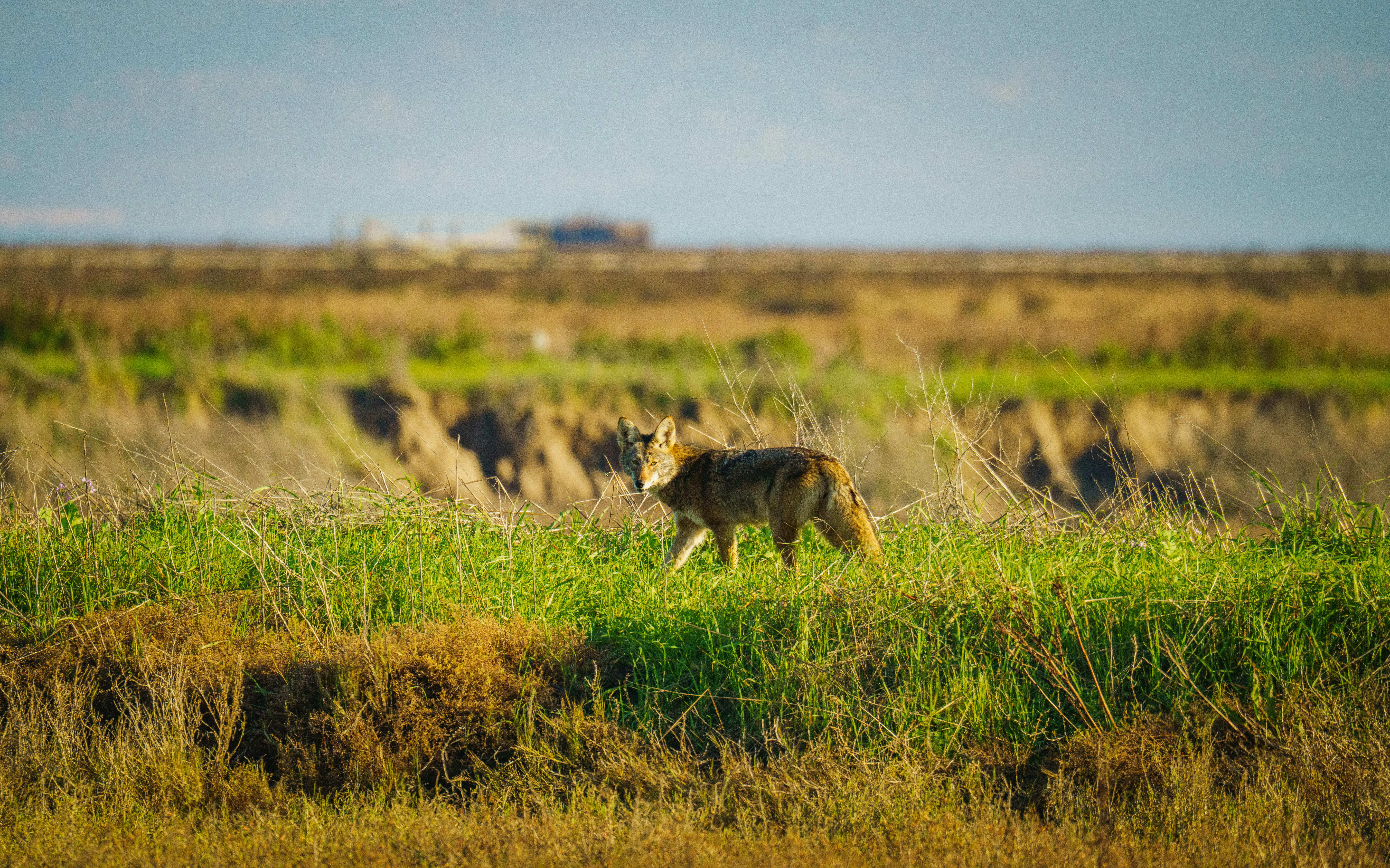 Coyote