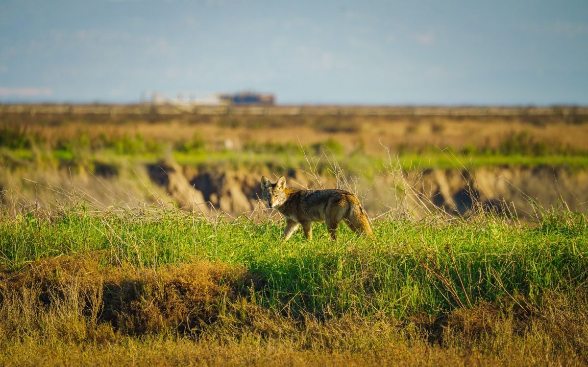 Coyote Vests for Dogs in Canada: Do Spikes Help? Evidence and Urban Safety