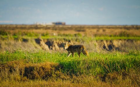 Coyote Vests for Dogs in Canada: Do Spikes Help? Evidence and Urban Safety