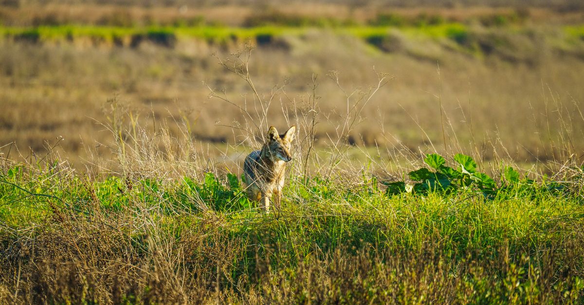 Les Meilleurs Outils pour Observer la Faune en Excursion