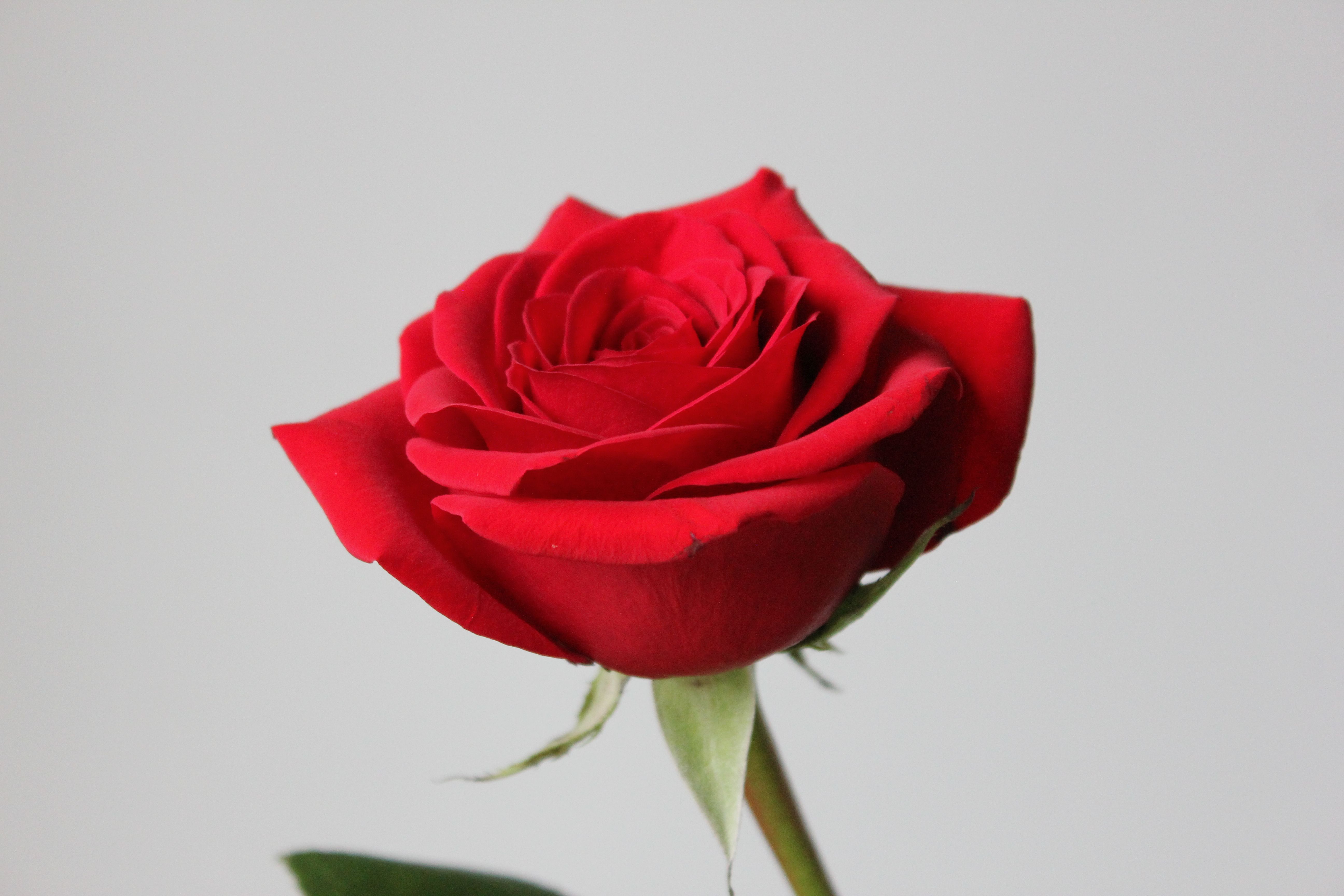 A vivid red rose in full bloom against a soft background, symbolizing love and beauty.