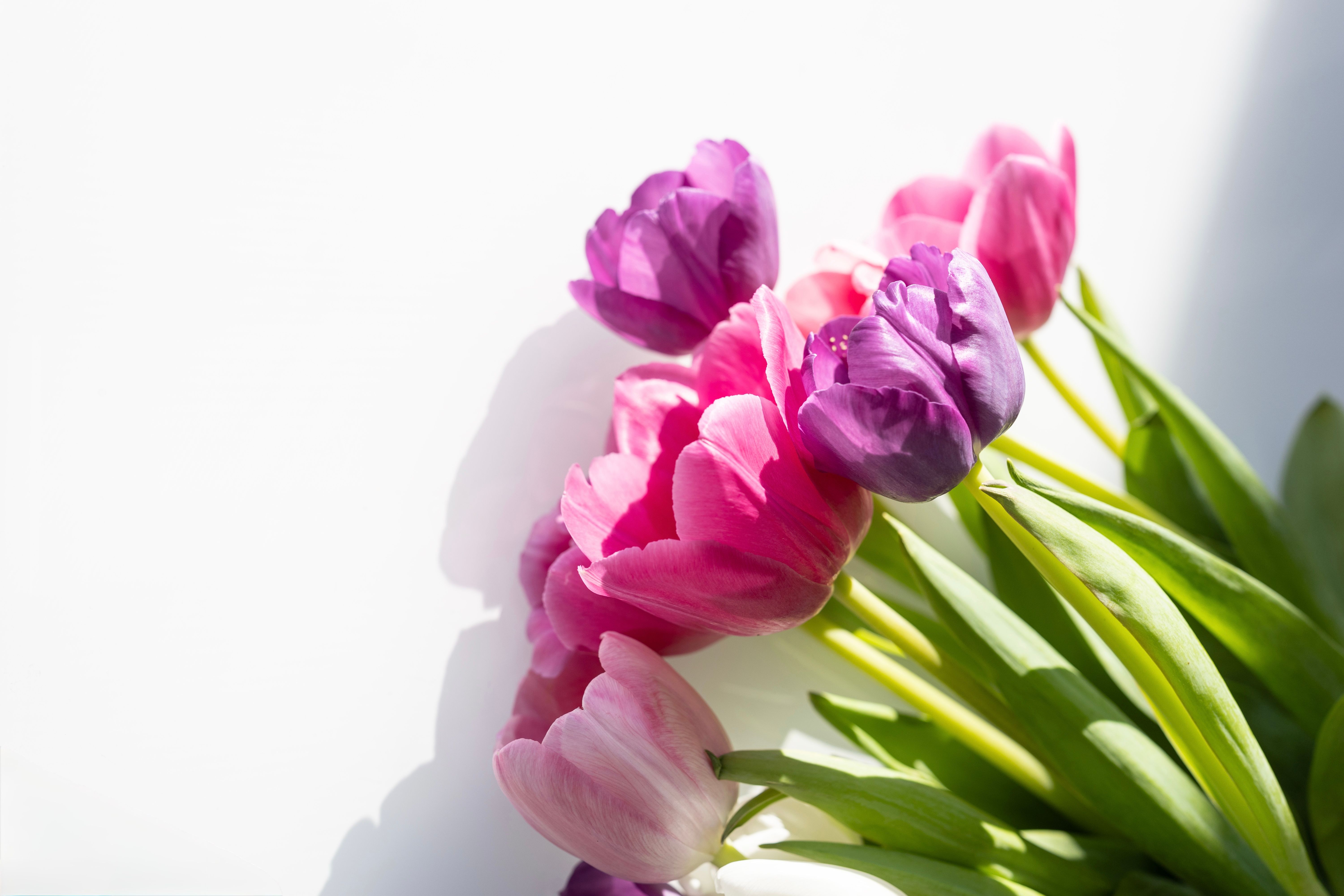 De franc Tulipes roses i morades exuberants disposades sobre una superfície blanca brillant, que evoquen l'elegància primaveral. Foto d'estoc